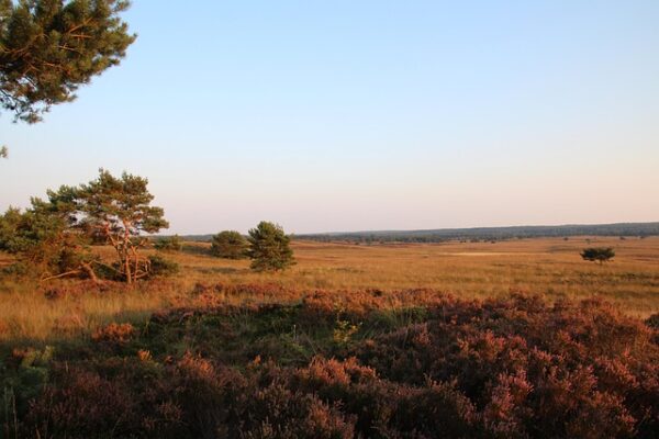 Wandelen op de Veluwe en afsluiten met een high tea: de perfecte dag